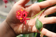Epidendrum × obrienianum