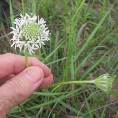 Marshallia caespitosa