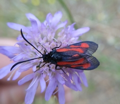Zygaena osterodensis