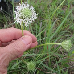 Marshallia caespitosa