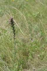 Pontechium maculatum