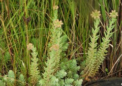 Petrosedum orientale
