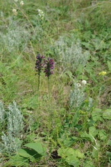 Pontechium maculatum