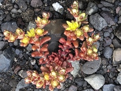Sedum annuum