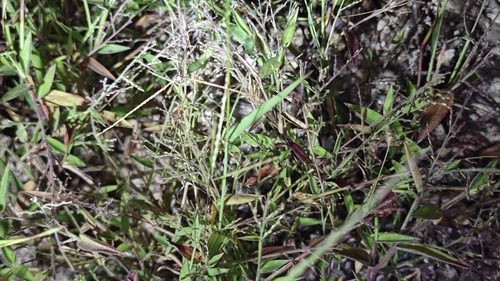 Urochloa villosa iNat (2)