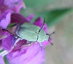 Hoplia parvula