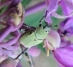 Hoplia parvula