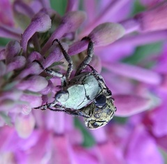 Hoplia parvula