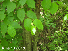 Actinidia kolomikta