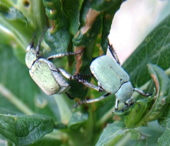 Hoplia parvula