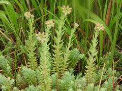 Petrosedum orientale