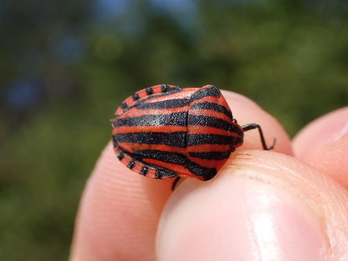 Graphosoma italicum italicum