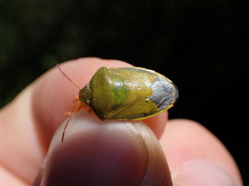 Piezodorus lituratus