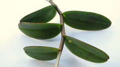 Epidendrum cinnabarinum