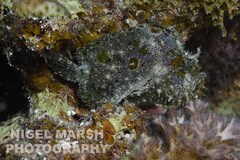 Abantennarius coccineus