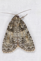 Acronicta increta