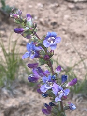 Penstemon lentus