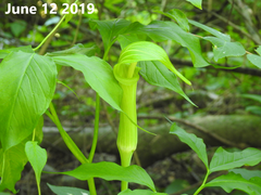 Arisaema amurense