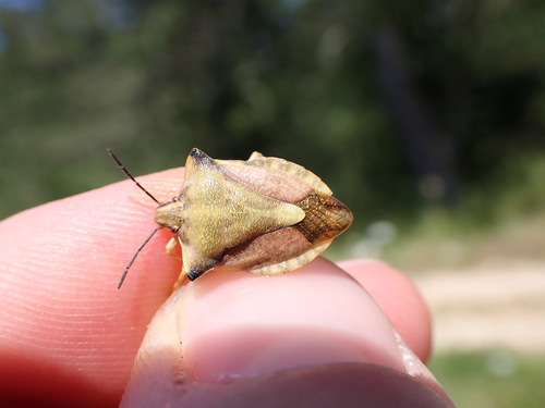 Carpocoris fuscispinus