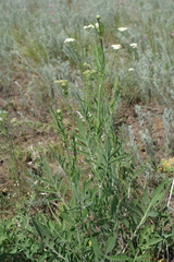 Cephalaria uralensis