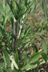 Cephalaria uralensis