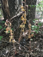 Bletia spicata