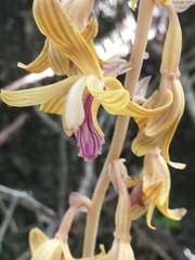Bletia spicata