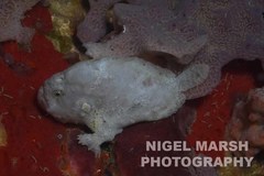 Abantennarius nummifer