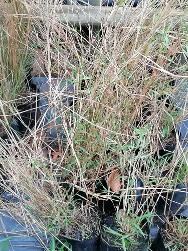 Pogonatherum crinitum iNat (1)