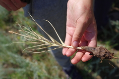 Pseudopodospermum molle