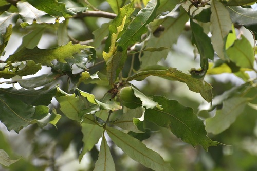 Quercus vicentensis