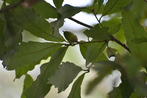 Quercus vicentensis