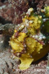 Antennarius maculatus