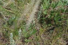 Pseudopodospermum molle