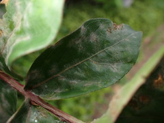 Erysiphe australiana