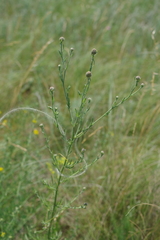 Centaurea pseudomaculosa