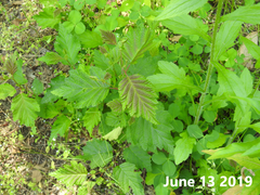 Alnus hirsuta