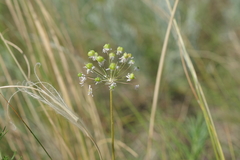 Allium decipiens