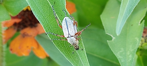 Macrodactylus mexicanus