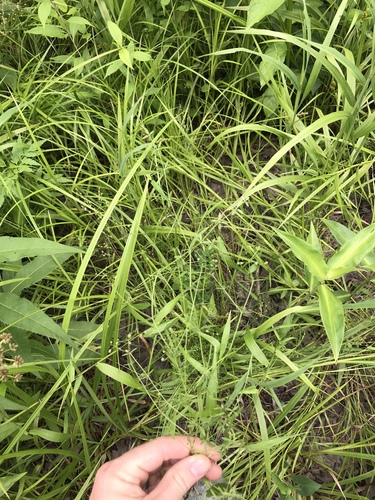 Galium obtusum ssp. obtusum