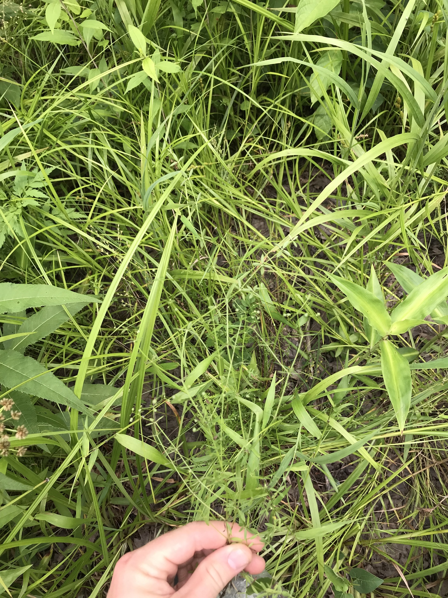 Galium obtusum ssp. obtusum
