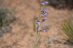Penstemon comarrhenus