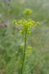 Ferulago galbanifera