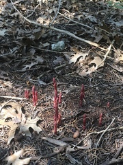 Bletia nitida
