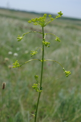 Ferulago galbanifera