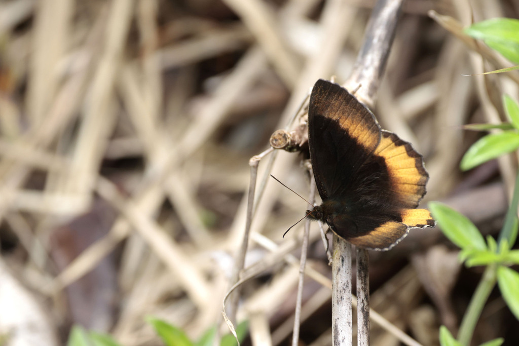 Pedaliodes ochrotaenia