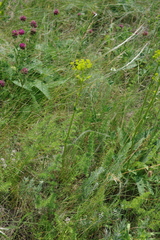 Ferulago galbanifera