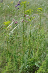 Ferulago galbanifera