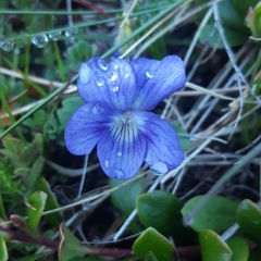 Viola canina