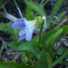 Viola canina